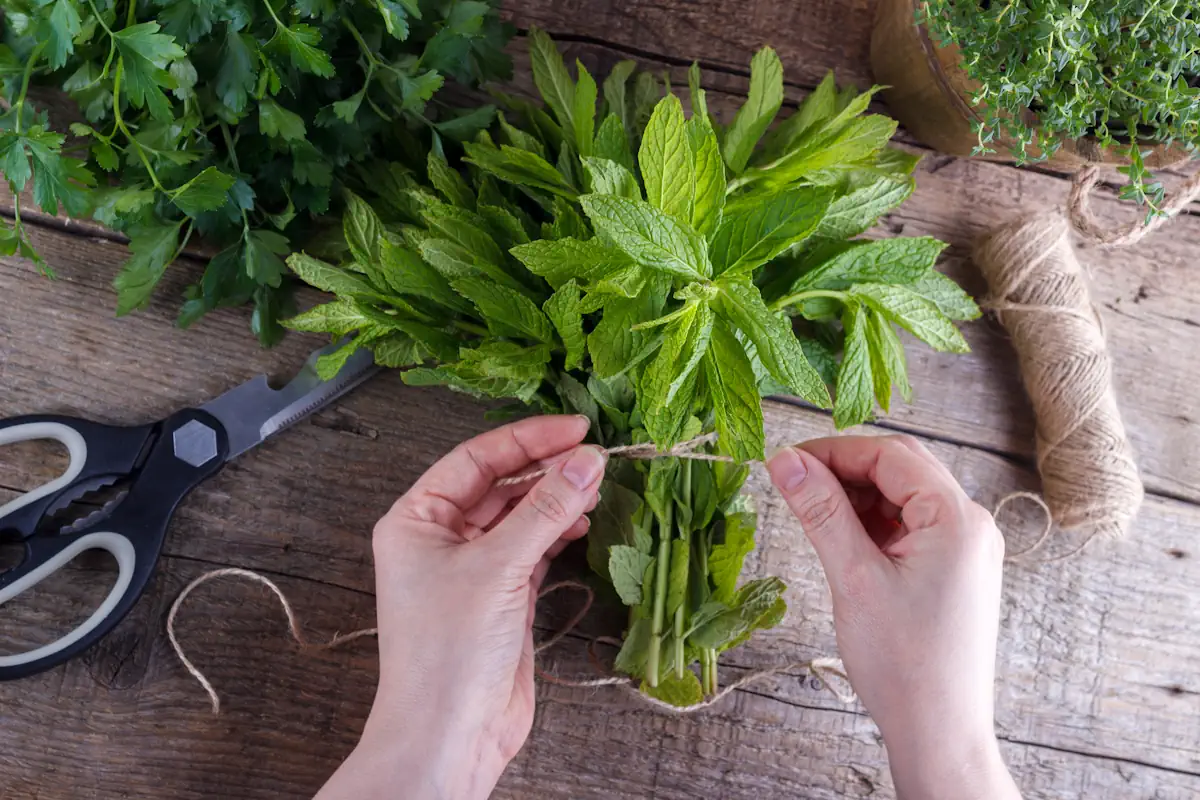 une personne qui attache un bouquet de menthes